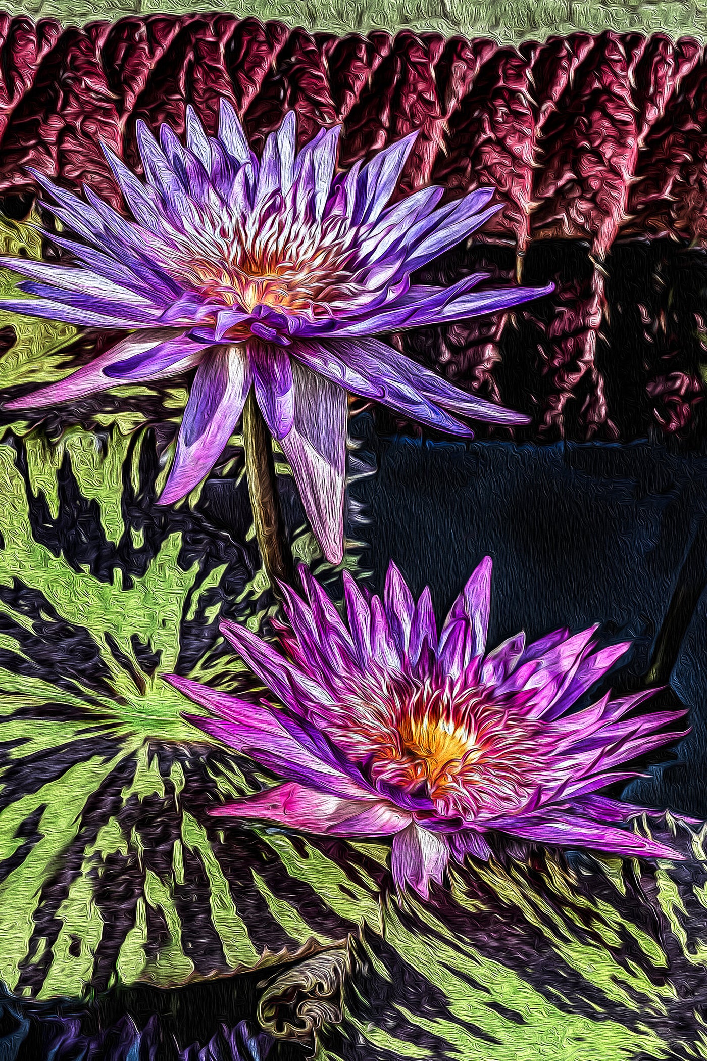 Longwood Waterlillies