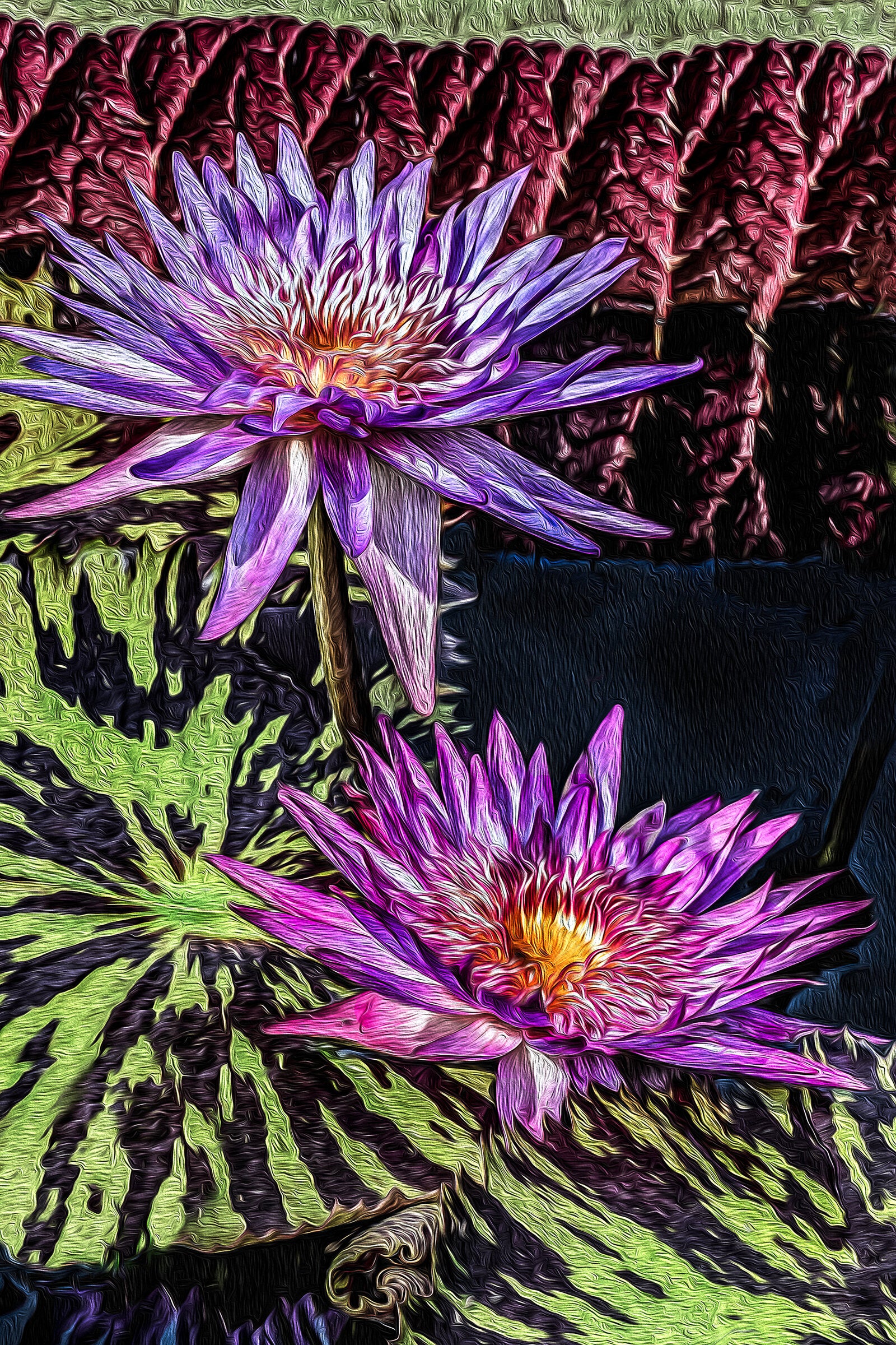 Longwood Waterlillies