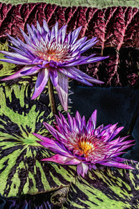 Longwood Waterlillies