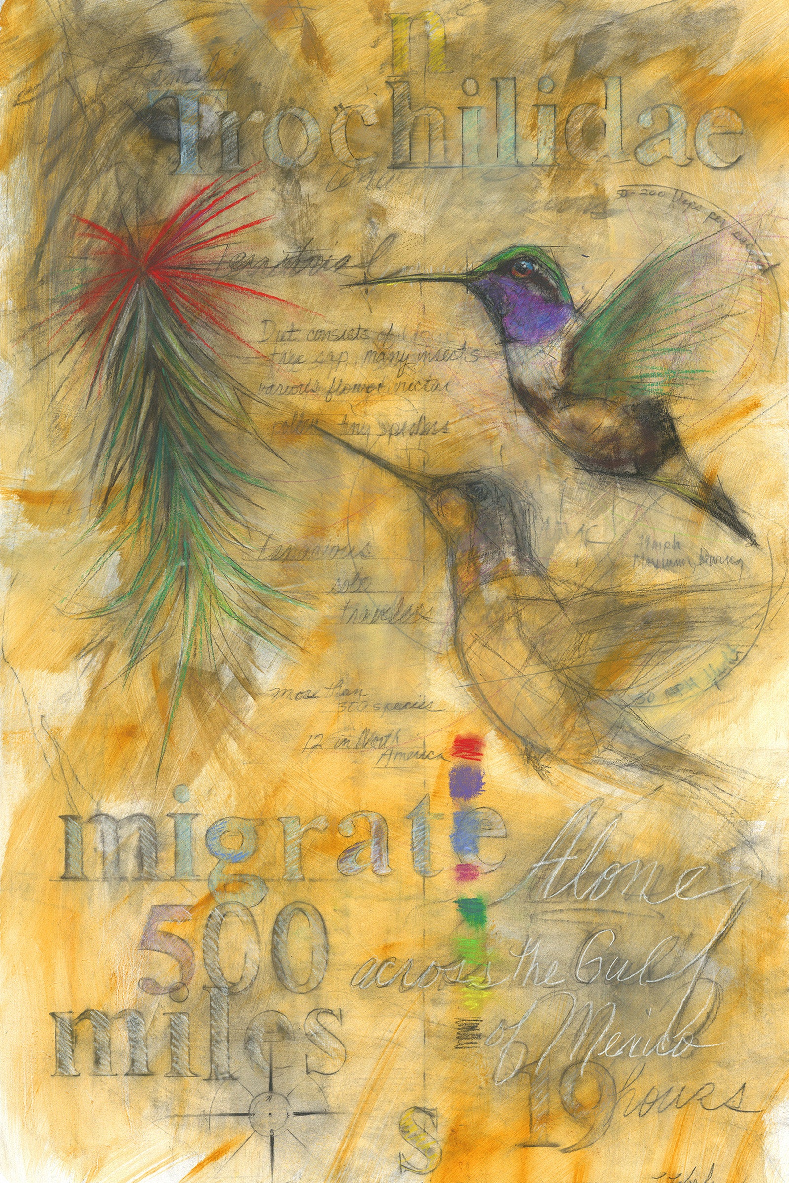 Hummingbirds Migrate