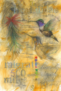 Hummingbirds Migrate