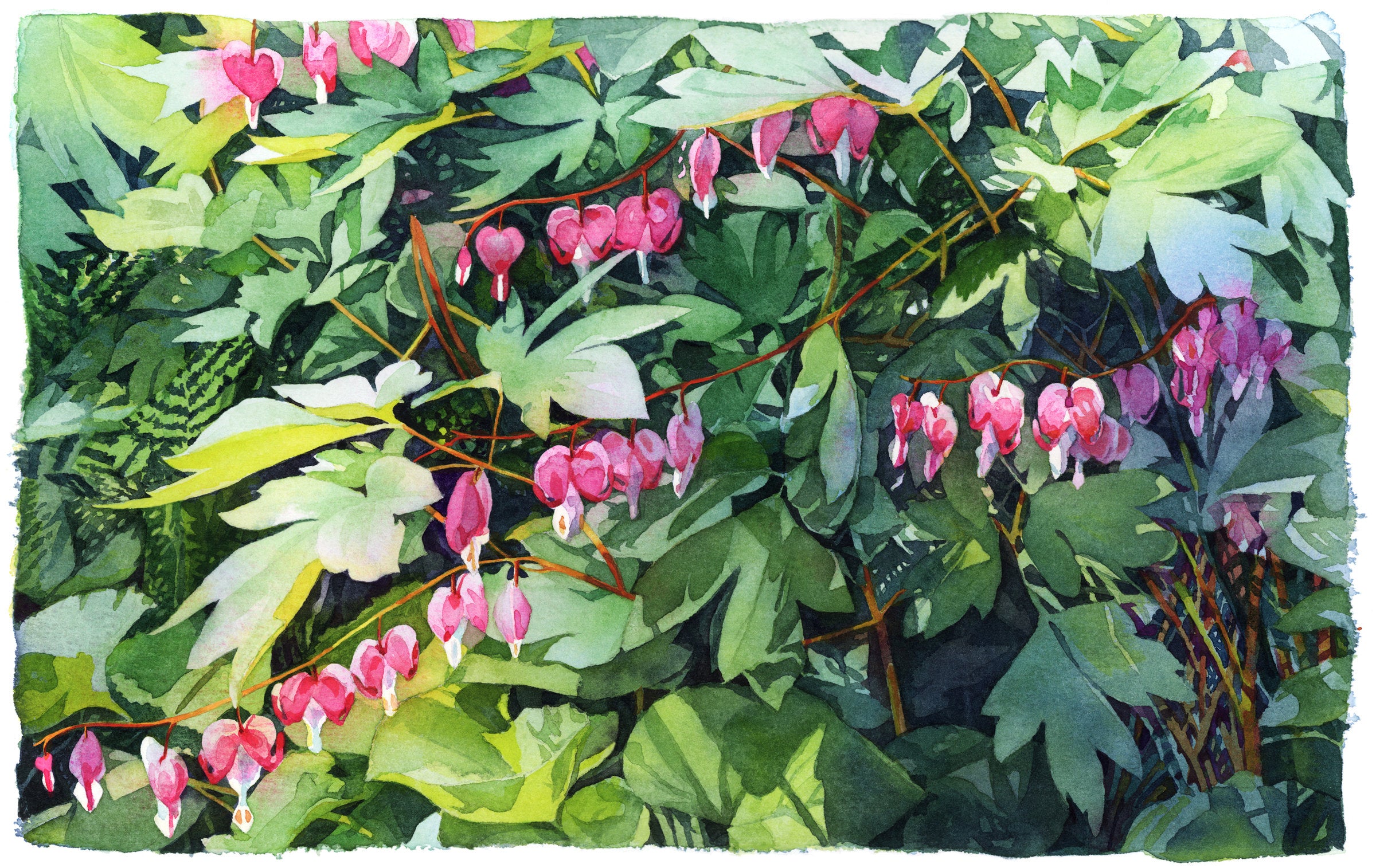 Bleeding Hearts