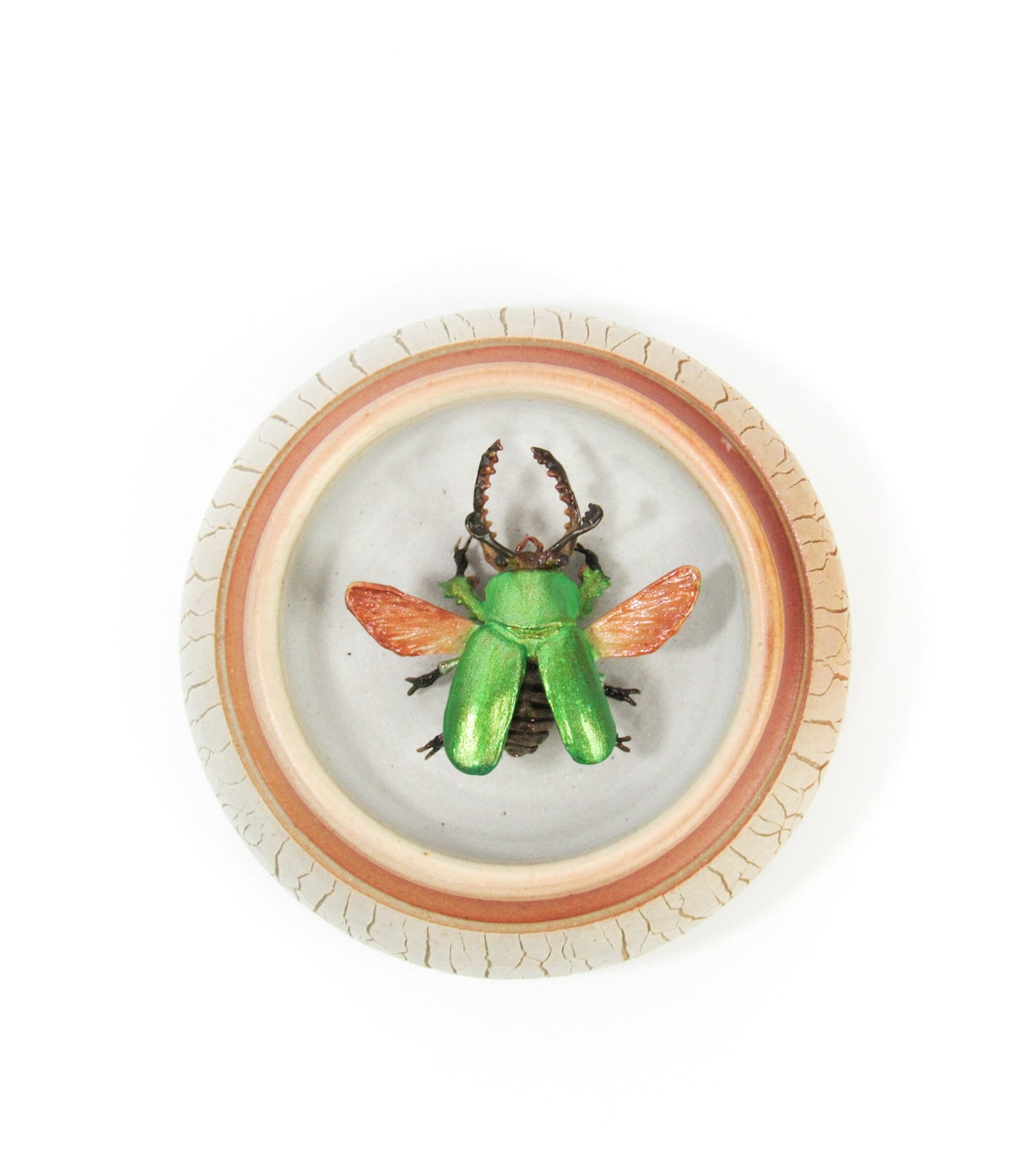 Jeweled Sawtooth Stag Beetle