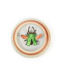 Jeweled Sawtooth Stag Beetle