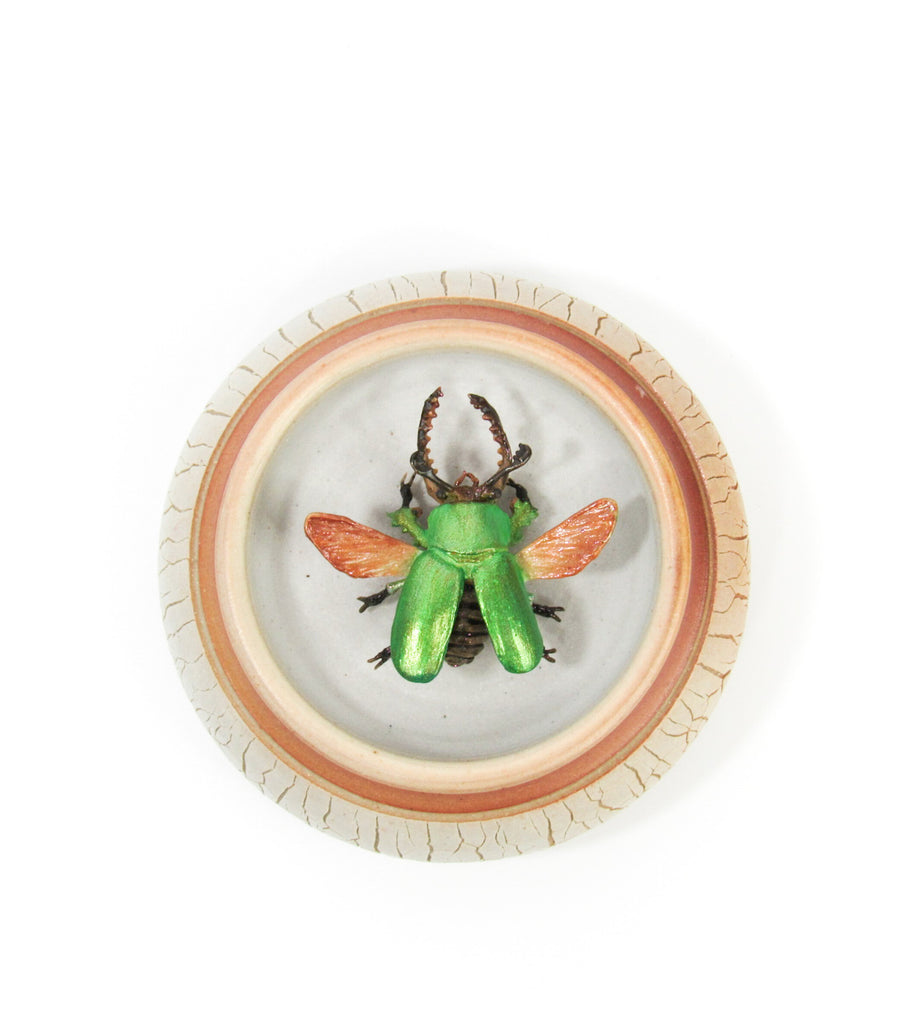 Jeweled Sawtooth Stag Beetle