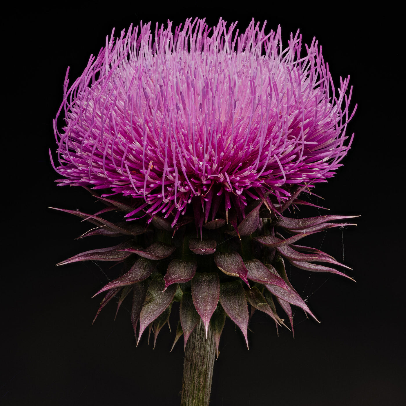 Thistle | Photo by Carolyn Thome