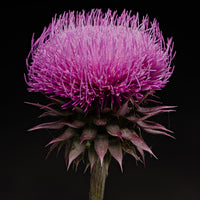 Thistle | Photo by Carolyn Thome