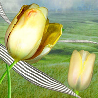 ElevenDays