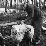 Thomas Harris