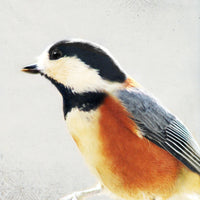 Song of a Varied Tit
