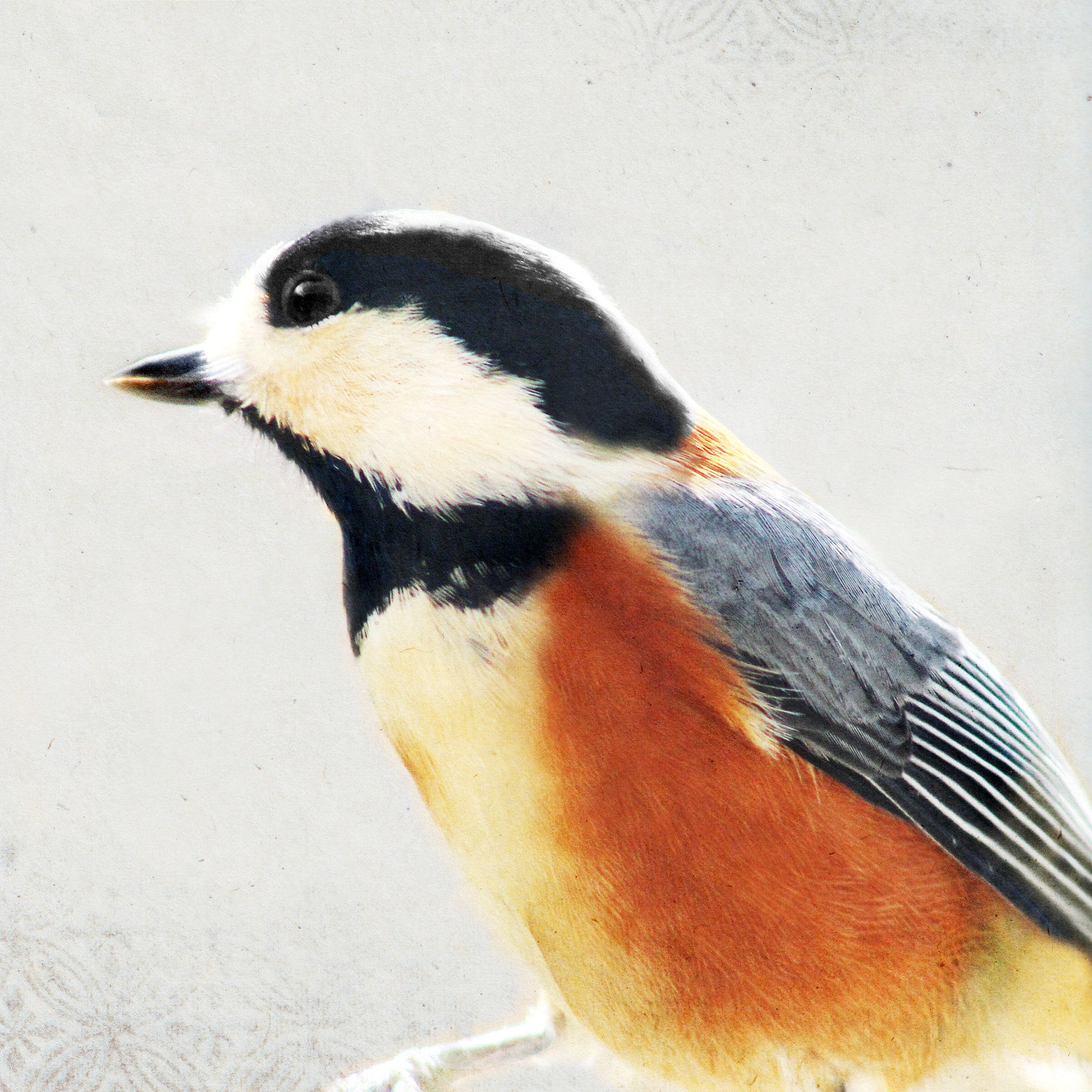 Song of a Varied Tit