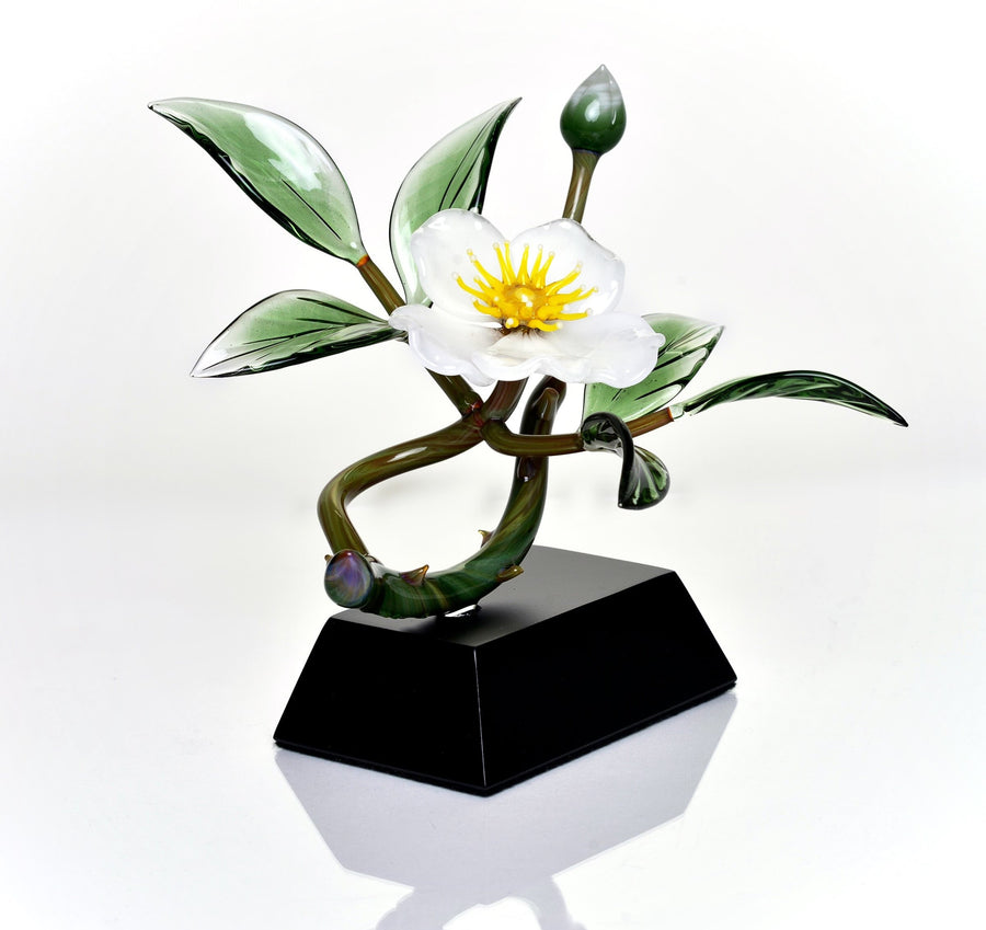 White Cherokee Rose and Bud