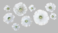 Dogwood Blossoms II