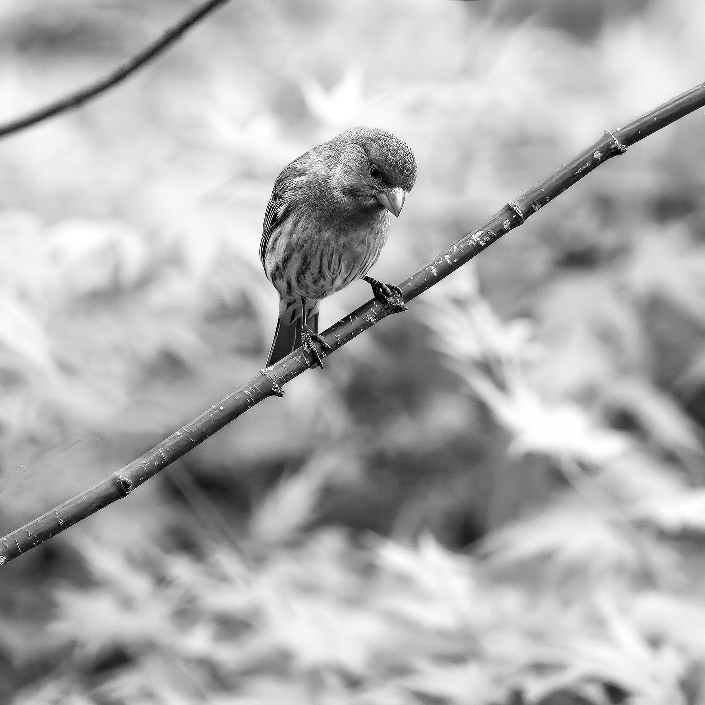 Finch 3, Portland, Oregon