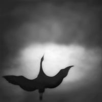 Sandhill Crane, Sauvie Island, Oregon