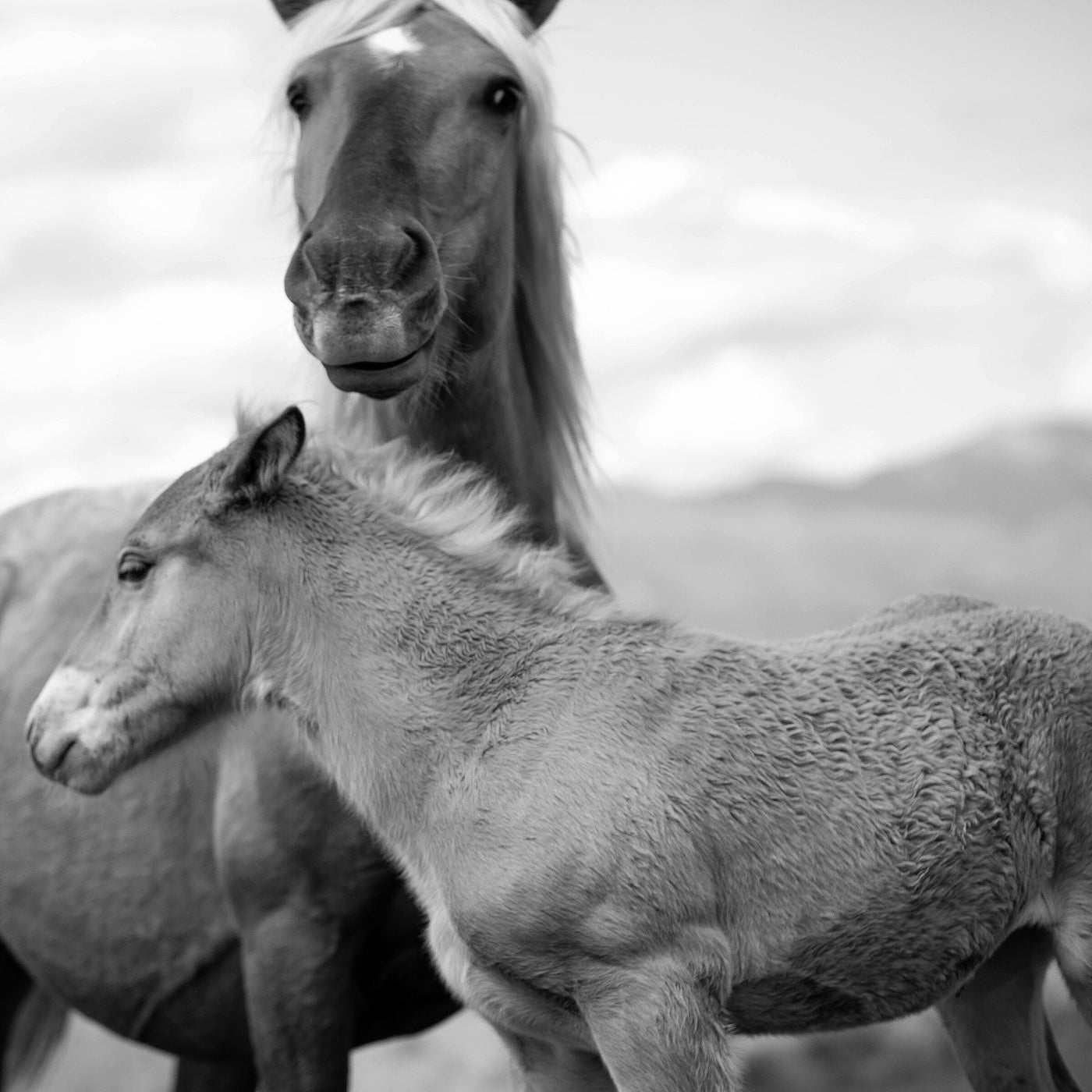 Two Horses II, Padula, Italy