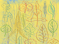 Abstract Leaf Forms 1