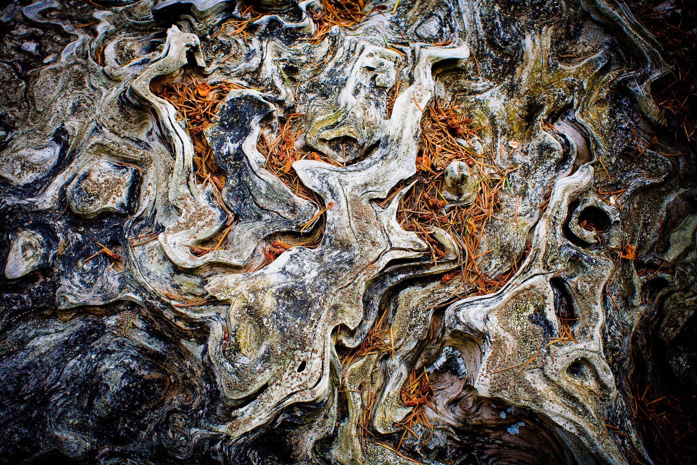 Hidden Way, Driftwood, Pacific Northwest
