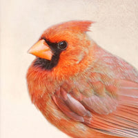 Song of a Cardinal