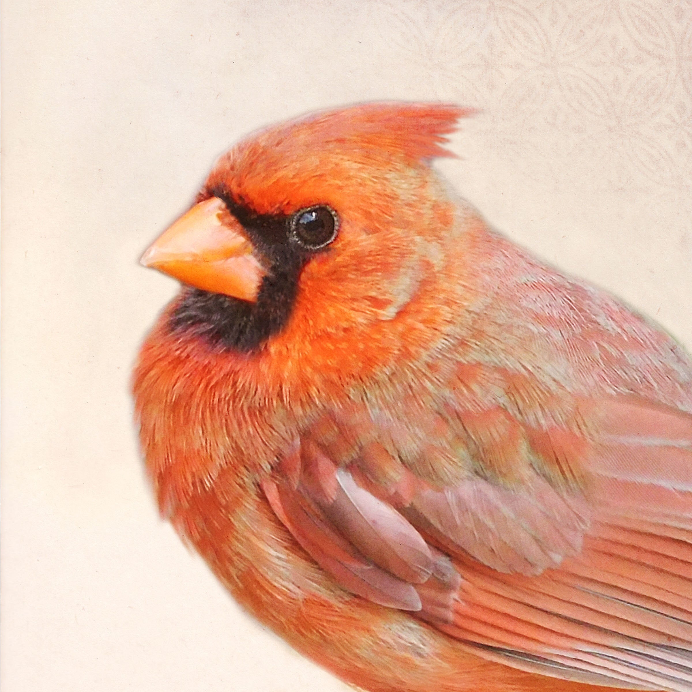 Song of a Cardinal