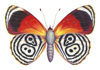 Cramer's 88 Butterfly