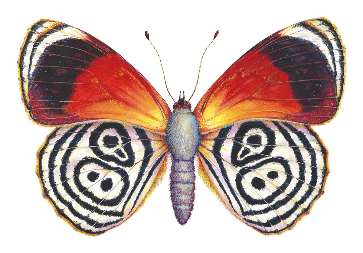 Cramer's 88 Butterfly