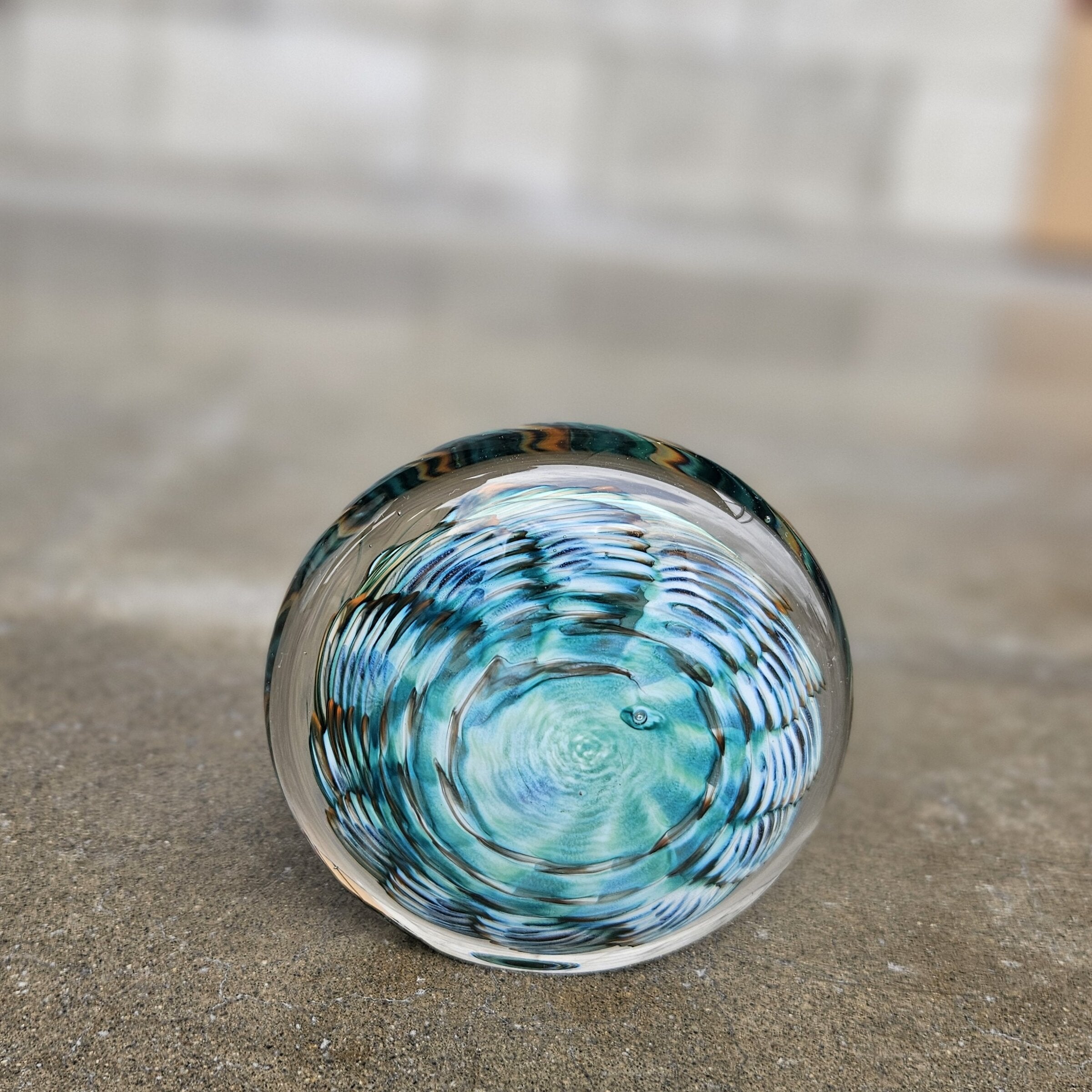 Lagoon Urchin