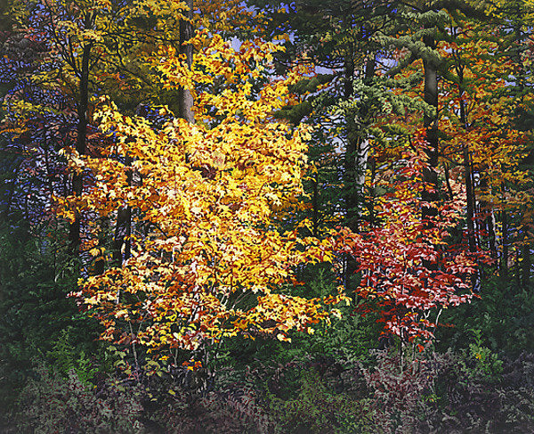 Fall Walking