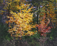 Fall Walking