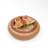 Bullseye Moth (Antherina Suraka)