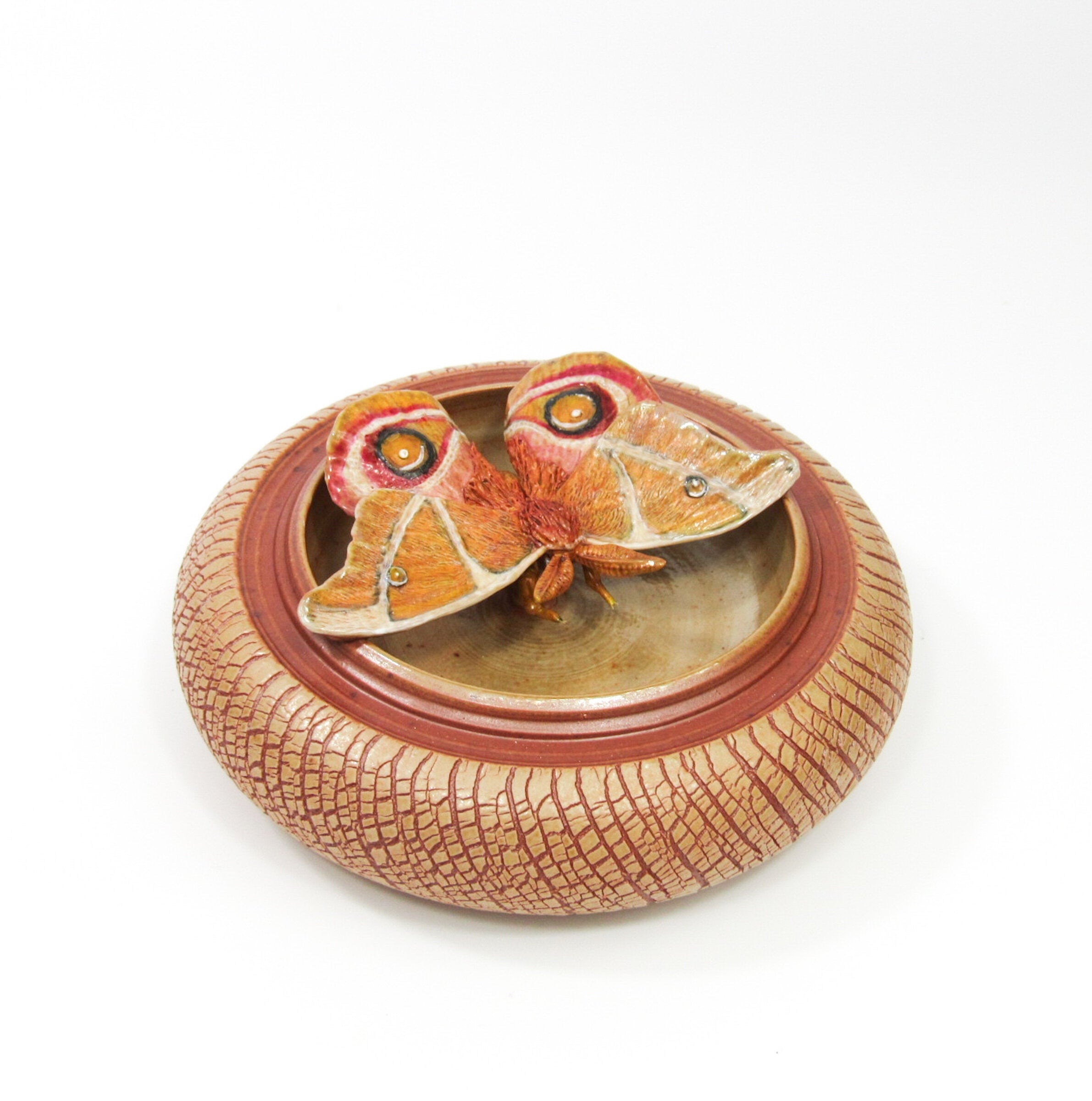 Bullseye Moth (Antherina Suraka)