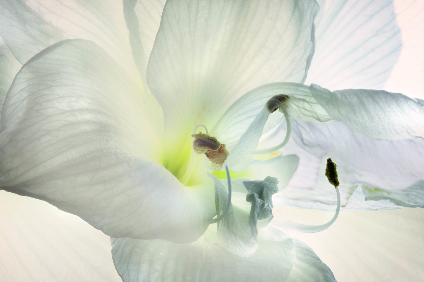 Flower III