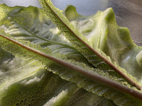 Large Jade Green Glass Leaves Set