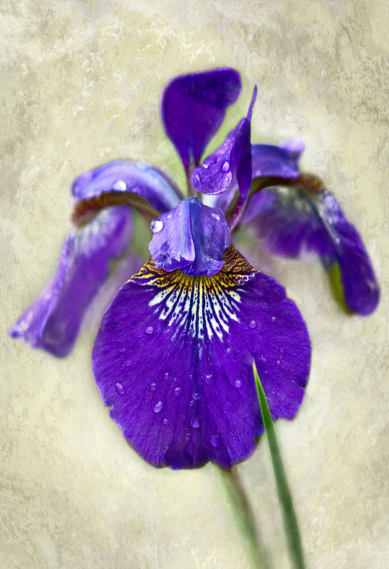 After the Rain