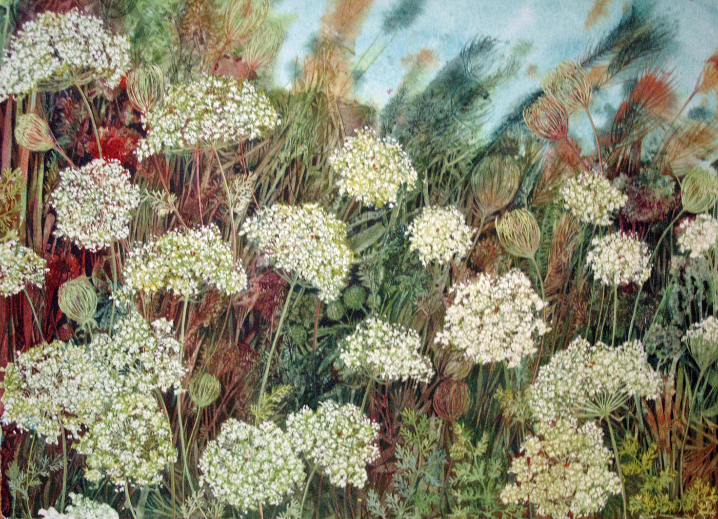 Queen Anne's Lace Prairie - Giclee Print