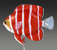 Peppermint Angelfish