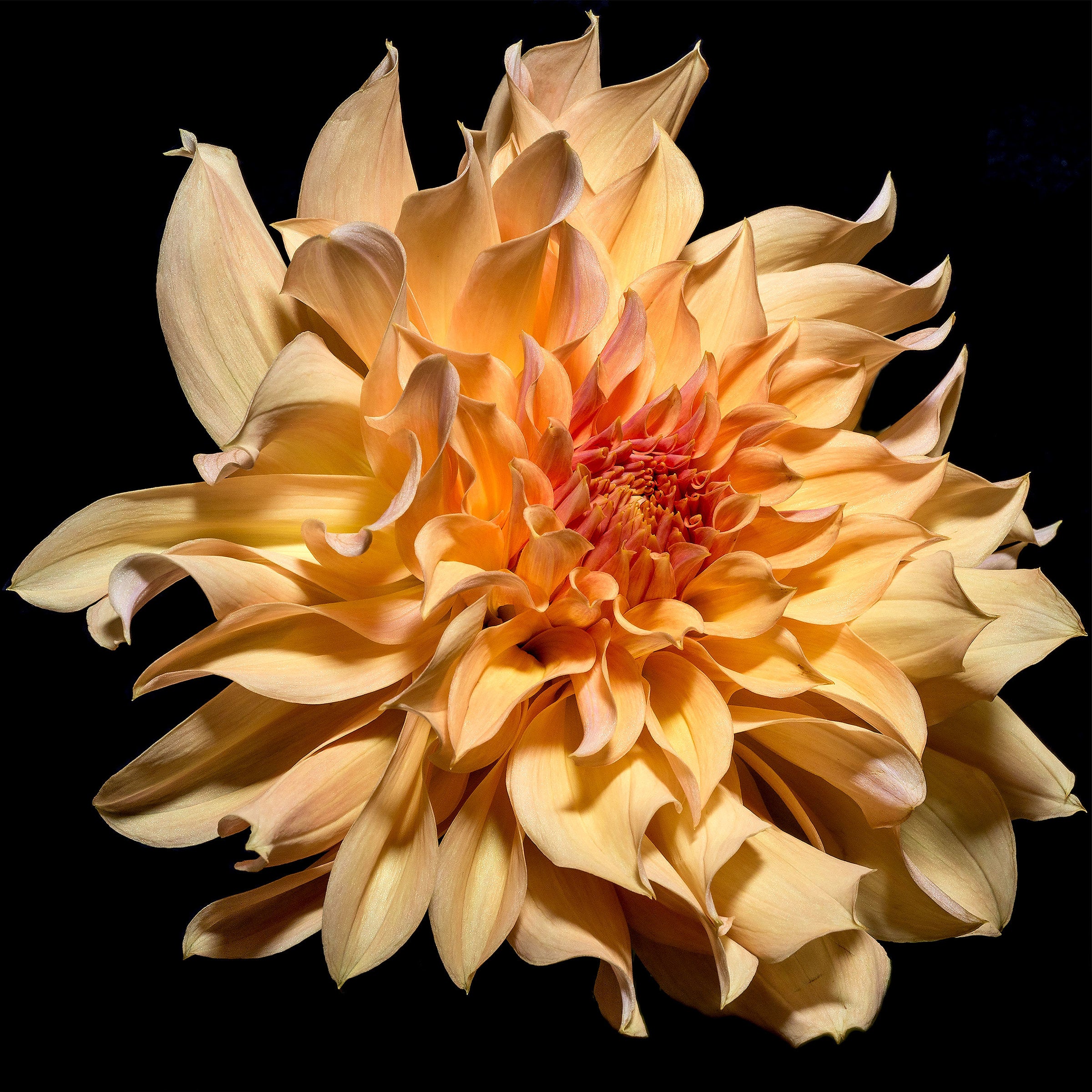 Peach Dahlia
