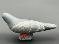 Pigeon, Looking Right