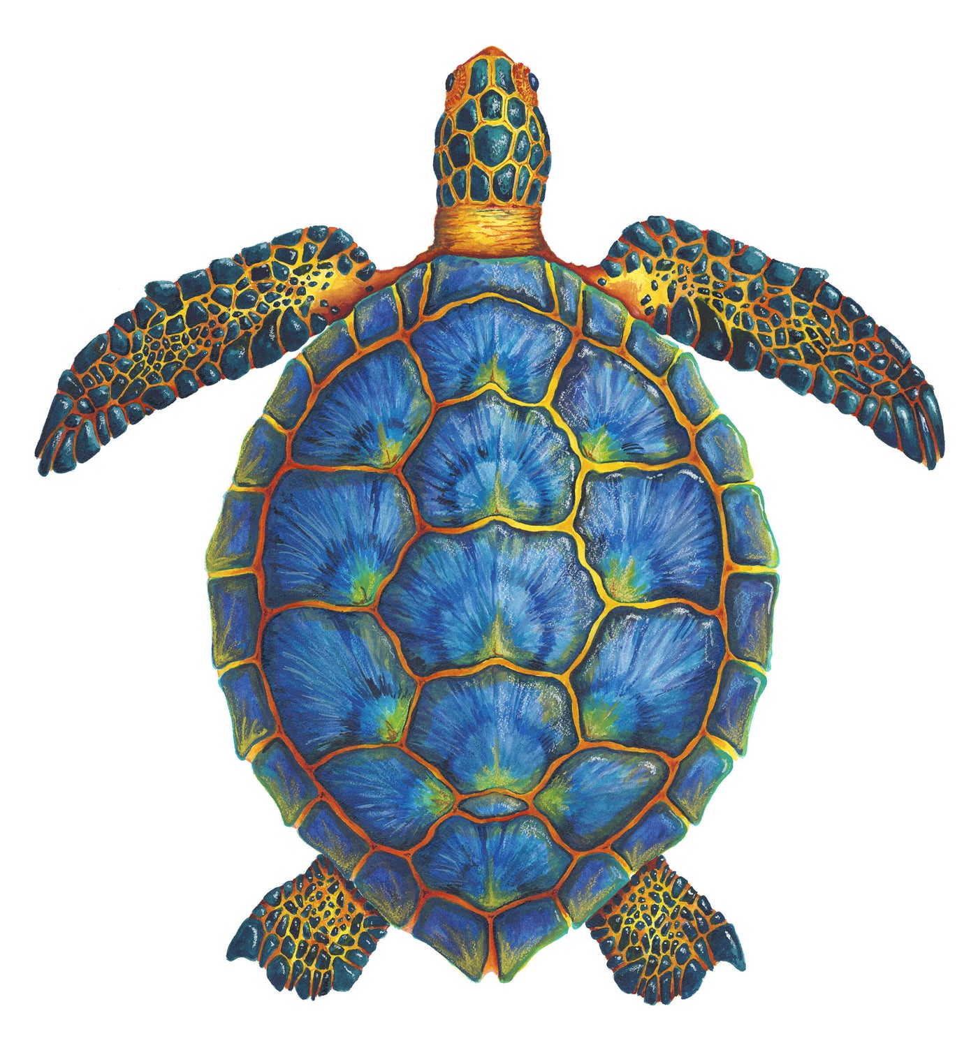 Blue Sea Turtle