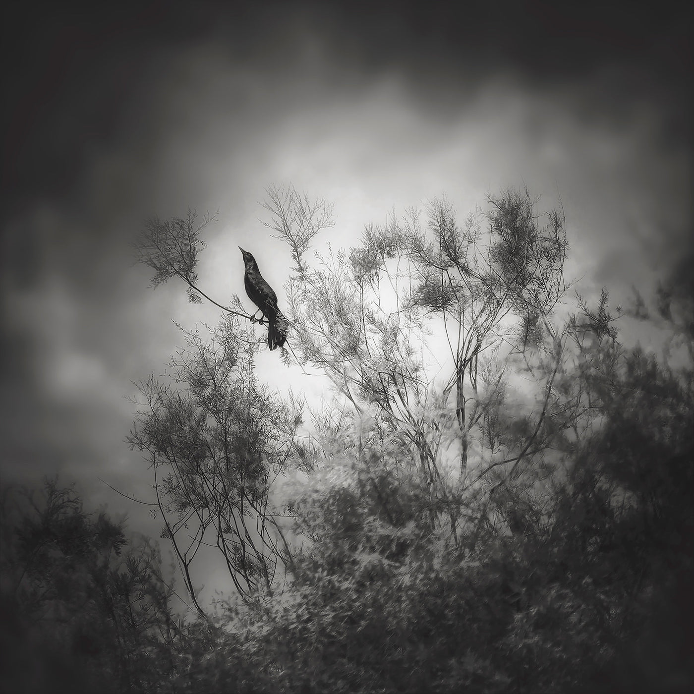 Grackle, Ojai, California