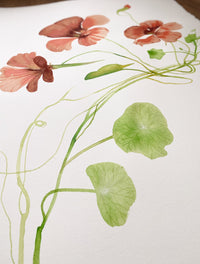 Nasturtium