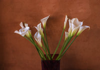 Lilies in San Miguel de Allende