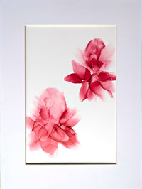 Wild Petals in Passing