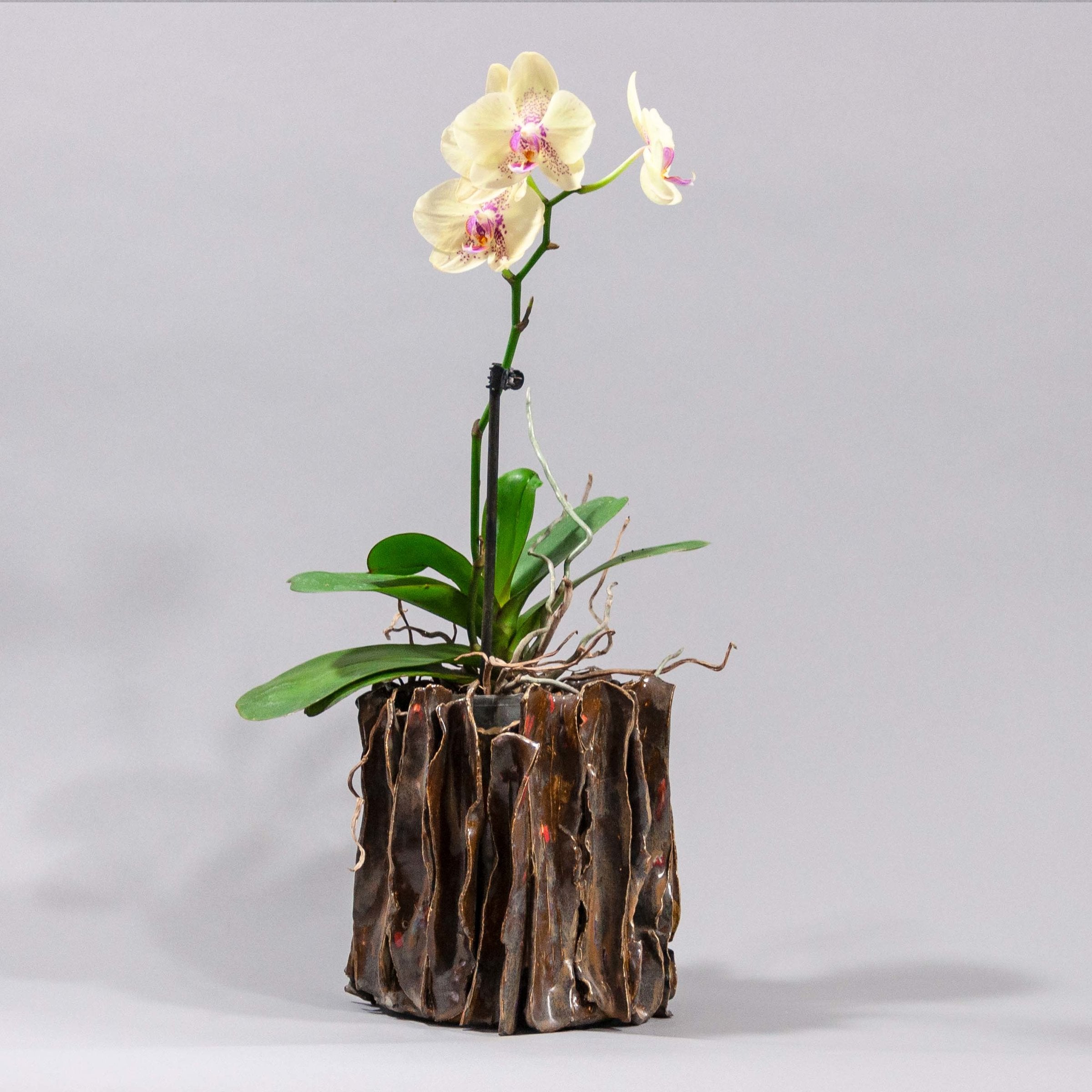 Bronze Metallic Glazed Orchid Pot With Gold Accents