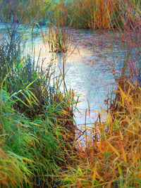 Shimmering Stillness