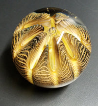 Tiger Urchin