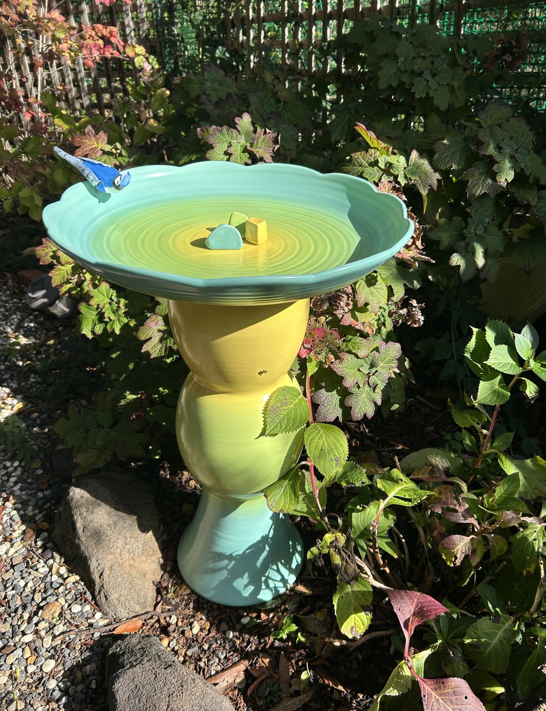 Avian Spa in Goldfinch