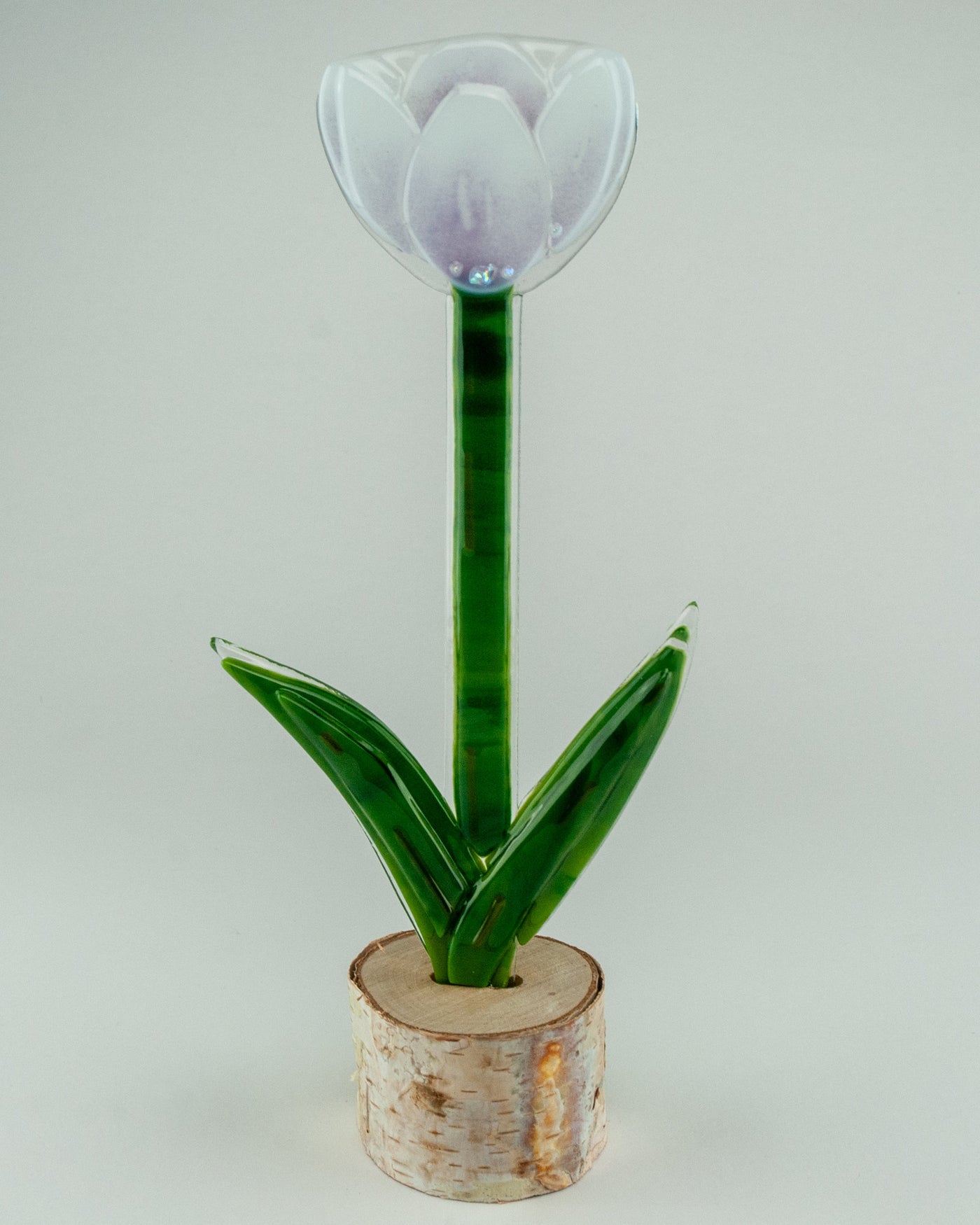 Vanilla Plum Open Tulip