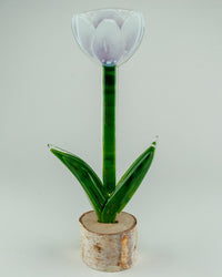 Vanilla Plum Open Tulip
