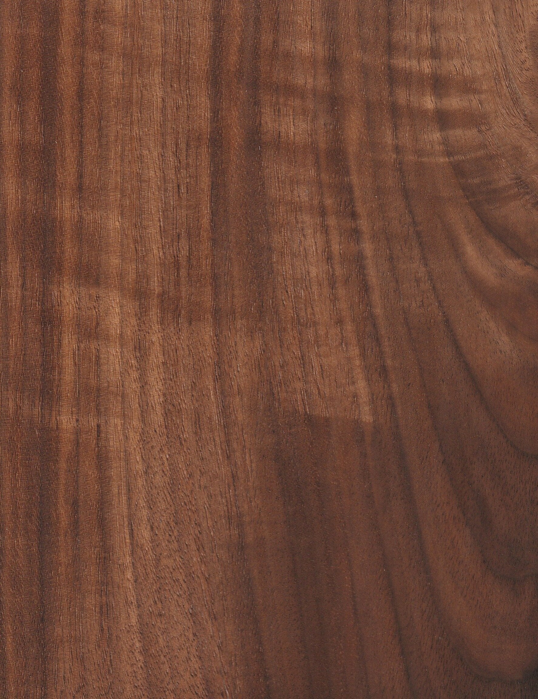 figured walnut swatch